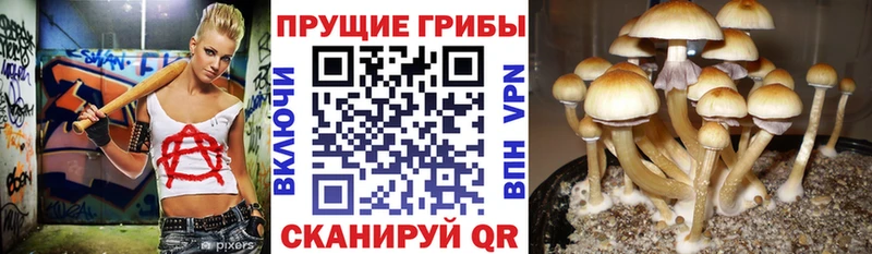Псилоцибиновые грибы мицелий Дзержинск