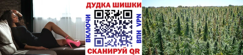 как найти   Дзержинск  МАРИХУАНА сатива 